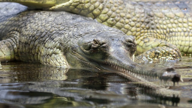 Cocodrilo gavial » COCODRILOPEDIA